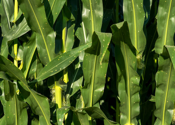 Closeup of sweetcorn stalks and leaves with brown spots stock photo