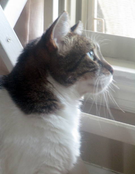 Close-up of Tabby Cat, Looking Out of Window stock photo