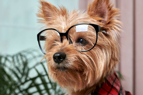 Close-up of the dog's face in large glasses for vision. The dog looks away. Close-up of the dog's face in large glasses for vision. The dog looks away. Breed Yorkshire Terrier. yorkie haircuts stock pictures, royalty-free photos & images
