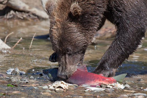 Close-up of the face of a bear eating salmon in the river during spawning on a sunny day in summer