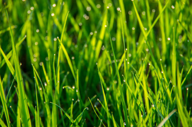 Closeup of the green grass with the dew water drops stock photo