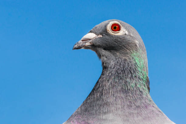 Closeup of the head of a racing pigeon. stock photo