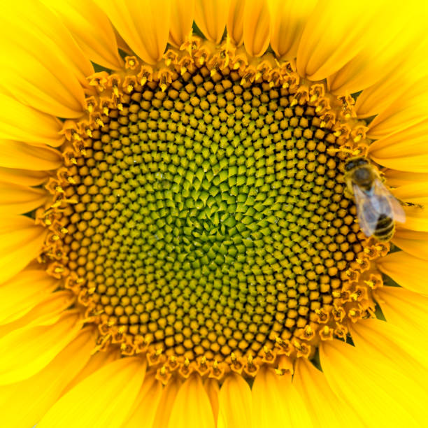Photo of Close-up of the middle of a sunflower (Helianthus annuus) with a honey bee (Apis mellifera), square