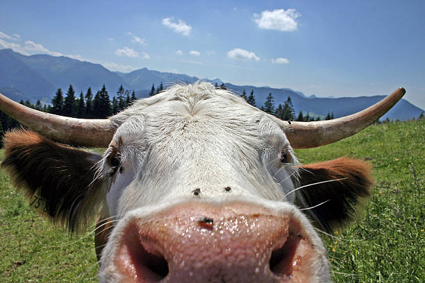Close-up of the nose of a brown and white bull in a field stock photo