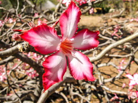 Close-up of the star shaped white and pink flower of an Impala Lily. In South Africa, these winter blooming succulents only grow naturally with-in the Kruger National Park.