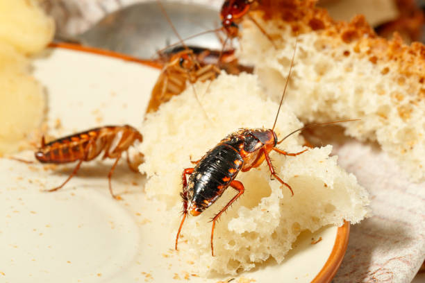 close-up of three cockroaches climb on bread stock photo
