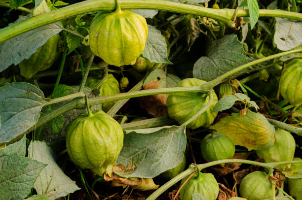 Close-up of Tomatillo on Plant Stalk stock photo