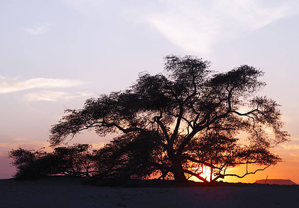 Closeup of tree of life on sunset, Bahrain stock photo