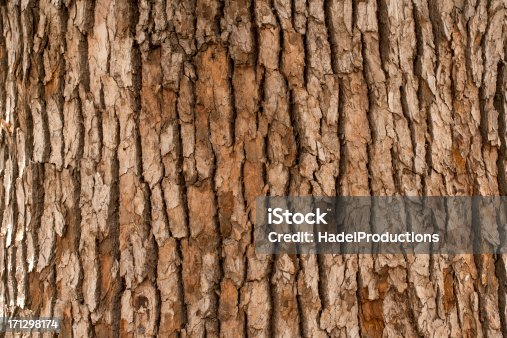 istock Closeup of tree trunk 171298174