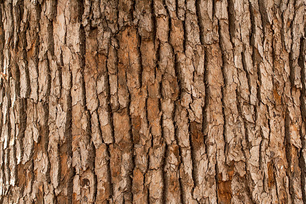 Closeup of tree trunk stock photo