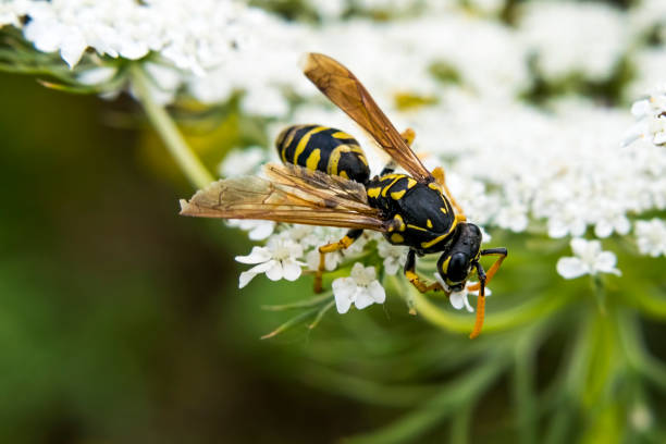 close-up van boom wasp of dolichovespula sylvestris verzamelen van nectar uit fijne witte bloemen - wespen stockfoto's en -beelden