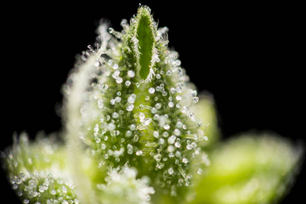 Closeup of trichomes on cannabis Macro closeup of trichomes on top of cannabis indica bud. plant trichome stock pictures, royalty-free photos & images