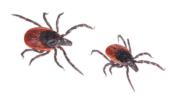 Close-up of two deer ticks. Castor bean tick. Ixodes ricinus. Isolated on white background stock photo