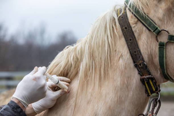 närbest av veterinarian ger antibiotika till en häst - horse working bildbanksfoton och bilder