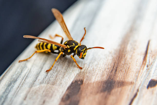 close-up van wasp - wespen stockfoto's en -beelden