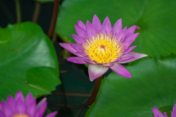 Closeup of Water Lily with violett blossom and lotus leaves stock photo