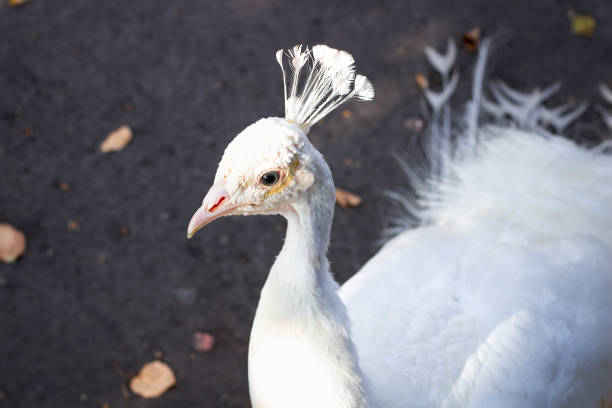 detail van de witte vogel pauw peahen met veer kroon - vera pauw stockfoto's en -beelden