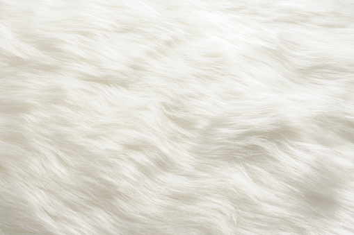 Close-up of white fur texture background.