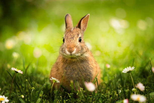close-up of wild bunny in the green meadow with daisies wild bunny in the green meadow with daisies rabbit stock pictures, royalty-free photos & images