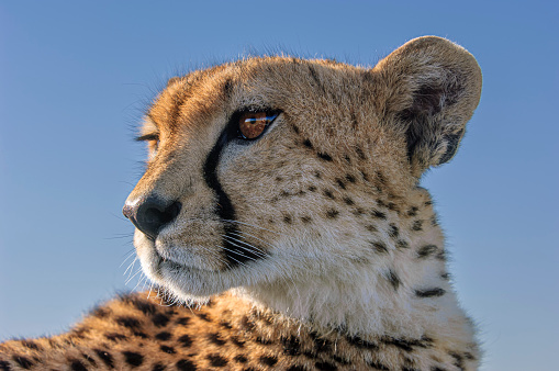 Close-up of wild cheetah (Acinonyx jubatus) taken from inside of safari vehicle when cheetah was on top of vehicle.  Animal looking off to camera left.  Background is blue cloudless sky.\n\nTaken on the Massai Mara, Kenya, Africa