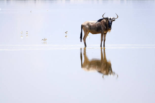 Close-up of wildebeest and its reflection in the water of the Musiara swamp looking at the camera with birds on the sides in the Masai Mara nature reserve in Kenya, Africa stock photo
