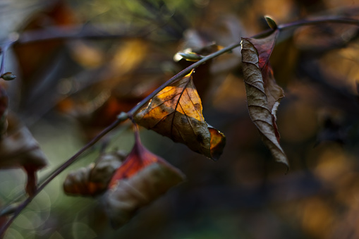 Close-up of withering leaves during autumn. Nature macro photography. Gold leaves hanging on a single branch of a tree in November. Warm autumn wood mood.