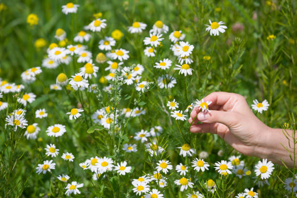 Photo of Closeup of woman's hand picking up chamomile from a daisy meadow on a sunny summer day. Wild flowers in the park.