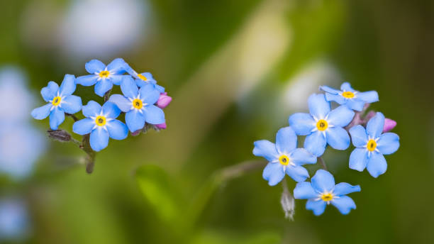 Close-up of wood forget-me-not blooms on green blur nature background. Myosotis sylvatica stock photo