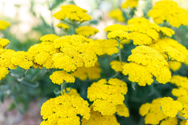 Closeup of yellow flowers of achillea moonshine yarrow plant with bokeh background stock photo