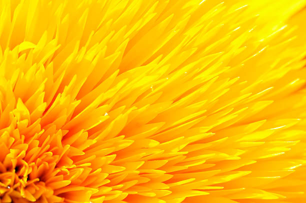 Photo of Close-up of Yellow Sunflower Petals