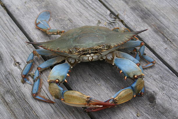 A close-up on a Chesapeake blue crab Chesapeak Blue Crab 323                    crabbing stock pictures, royalty-free photos & images