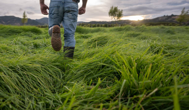 Close-up on a farmer working at a farm and walking around the fields checking the grass stock photo