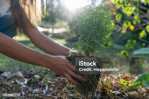 istock Close-up on a woman planting a tree 1302887770