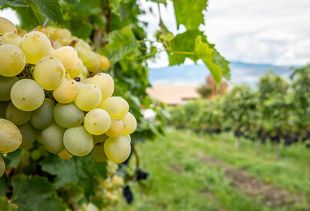 Closeup on Fresh Grapes on the Vine stock photo
