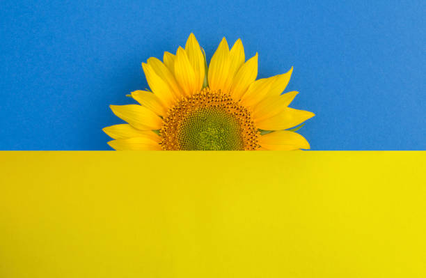 Close-up on sunflower in center of the colored background. Copy space. stock photo