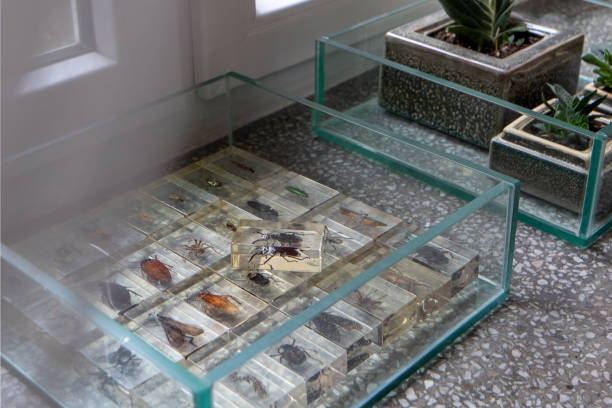 Close-up on colorful worm collection in resin set in glass box