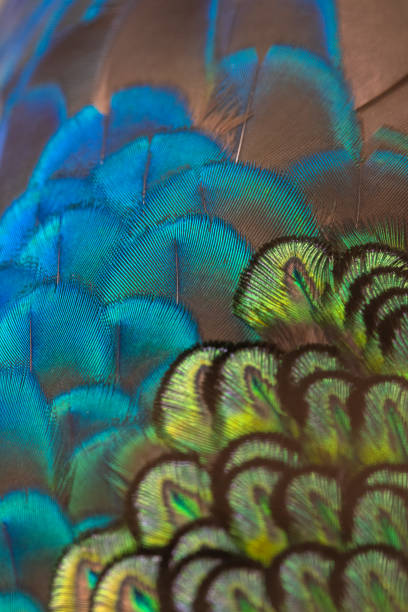 de pauwenveren van de close-up een mooie achtergrond - peacock back stockfoto's en -beelden