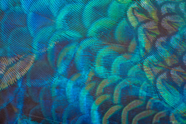 closeup pauwenveren - peacock back stockfoto's en -beelden
