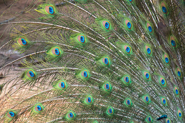 close-up peacock feathers - peacock back stockfoto's en -beelden