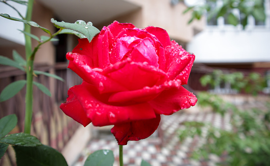 Close-up photo image of a delicate beautiful rose of red color with rain drops on petals and green leaves in a garden of blooming roses in spring or summer outdoors