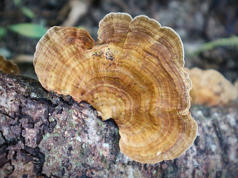 Close-up photo of fungus or fungi