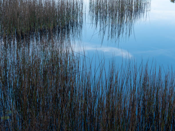 Closeup photo of reeds and blue sky reflecting in pond stock photo