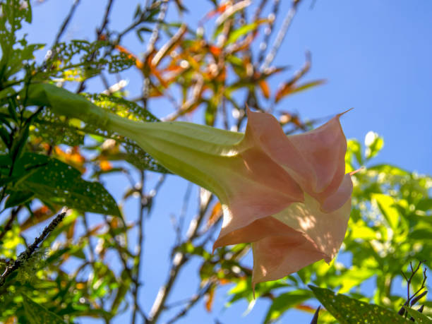 Close-up photography of a pink angel's trumpet flower Close-up photography of a pink angel's trumpet flower, captured in a garden near the town of Arcabuco, in the central Andean mountains of Colombia. angel's trumpet flower stock pictures, royalty-free photos & images