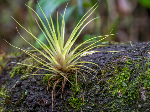 Close-up photography of a tillandsia plant attached to a tree trunk in the cloud forest of the central Andean mountains of Colombia.