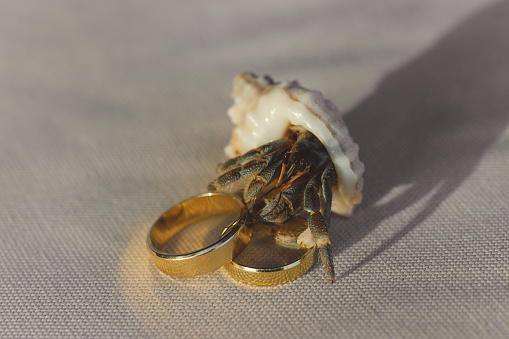 Closeup Picture of the Ghost Crab with Two Golden Wedding Rings on the White Sand of Maldivian Beach, Maldives