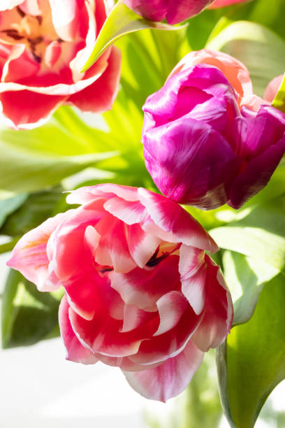 Close-up pink and purple isolated tulp flowers. stock photo