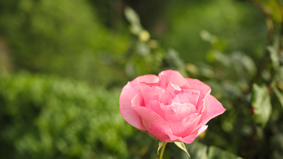 Close-up pink beautiful rose love concept