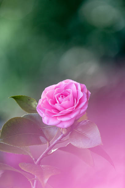 Closeup pink Camellia with contrast green bokeh background. stock photo