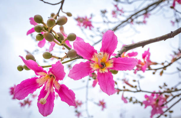 Close-up pink flowers of Silk floss tree (Ceiba speciosa) stock photo