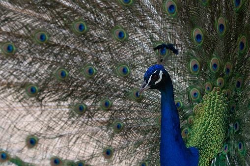 close-up portrait of a blue peacock's face with beautiful feathers in the background